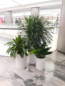 揭秘宁波前湾绿化养护价格，不容错过的干货！